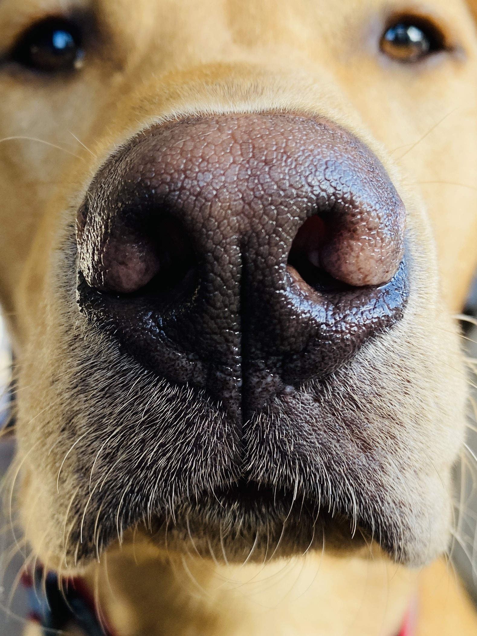 Dog nose clearance